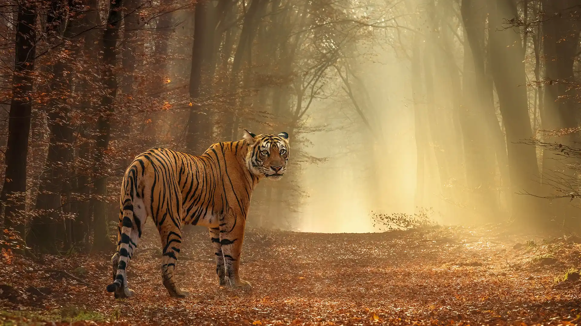 Witness the Crown Jewel of the Indian Wilderness.