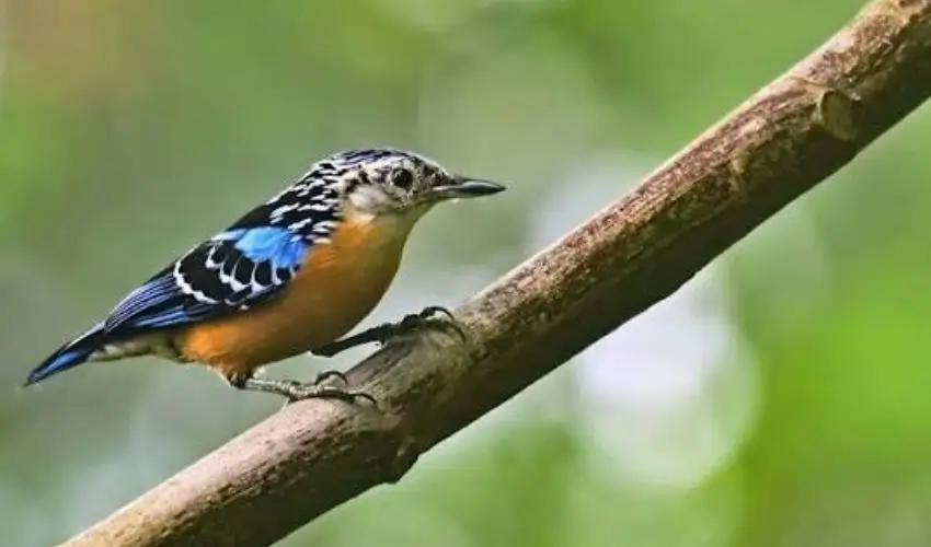 India for Birdwatchers: The Ultimate Birding Tour Guide with Private Car & Expert Routes