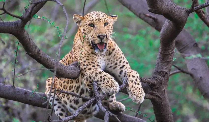 Jawai Leopard Safari Rajasthan: The Ultimate Luxury Wildlife Escape in Rural India