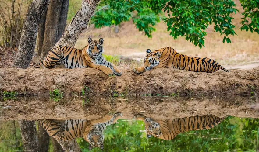 Luxury Tiger Safari in India