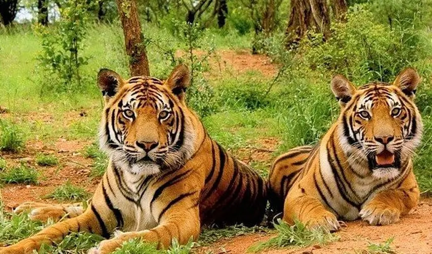 Luxury Wildlife Safaris in India