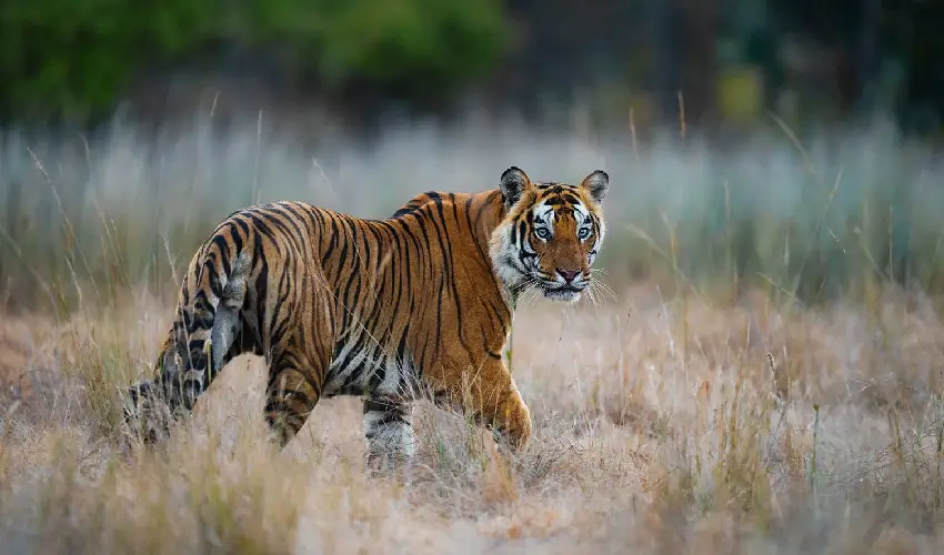 Helicopter Transfers to India’s Luxury Safari Camps – Ultra-Luxury Wildlife Access
