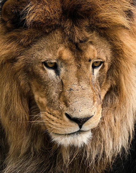 Curated Wild India Expeditions