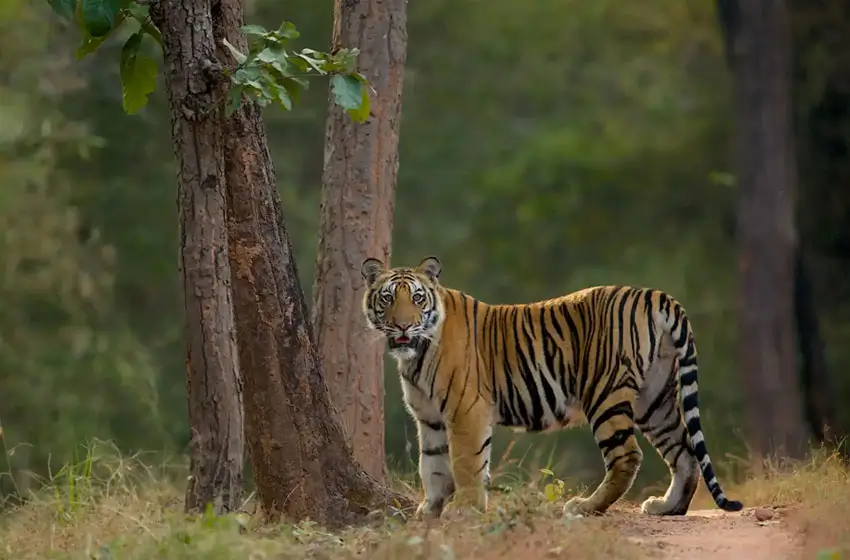 Wildlife Expedition Through India’s Leopard and Tiger Strongholds