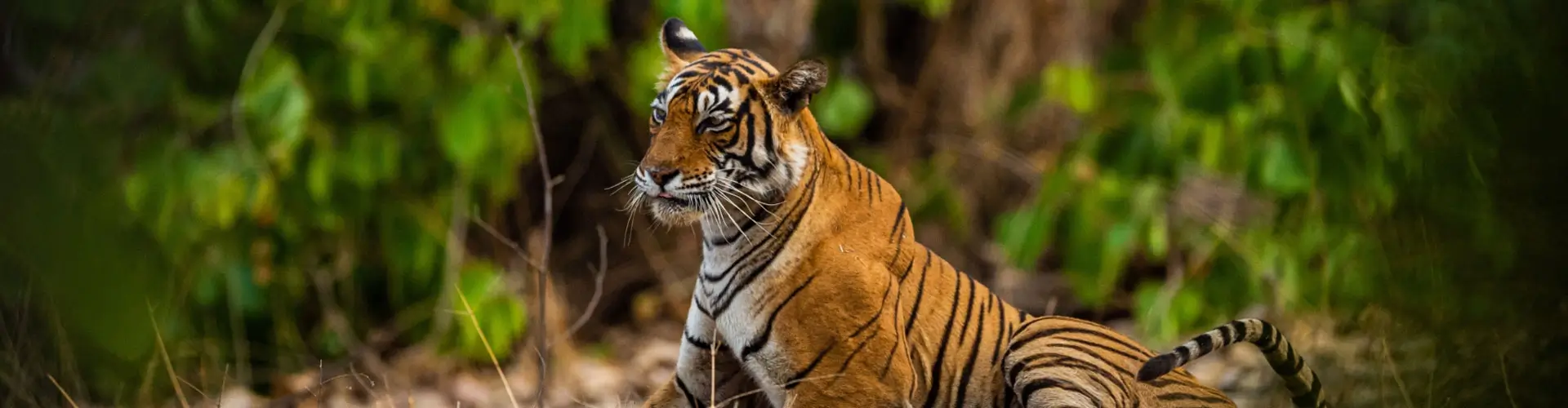 The Grand Birding & Big Cat Luxury Trail – 8 Days