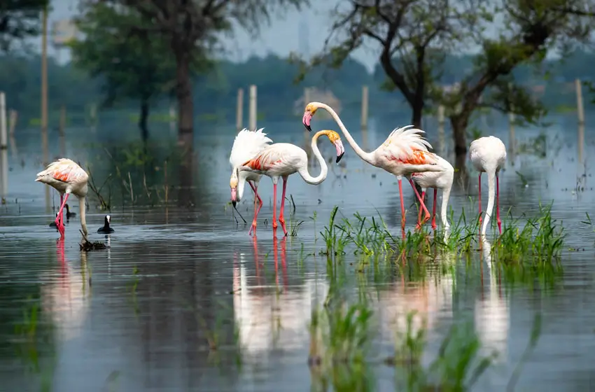 The Grand Birding & Big Cat Luxury Trail – 8 Days