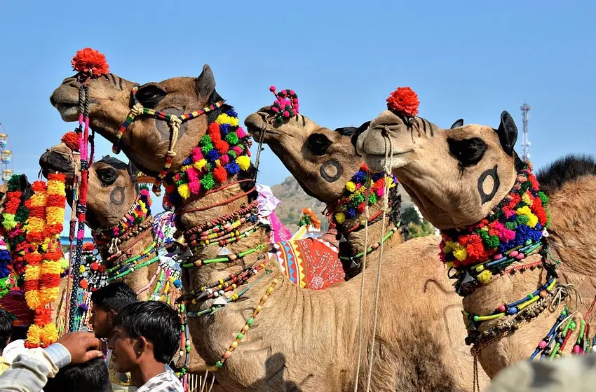 10-Day Nagaur Cattle Fair & Golden Triangle Itinerary – Delhi, Agra, Jaipur & Nagaur Desert Route