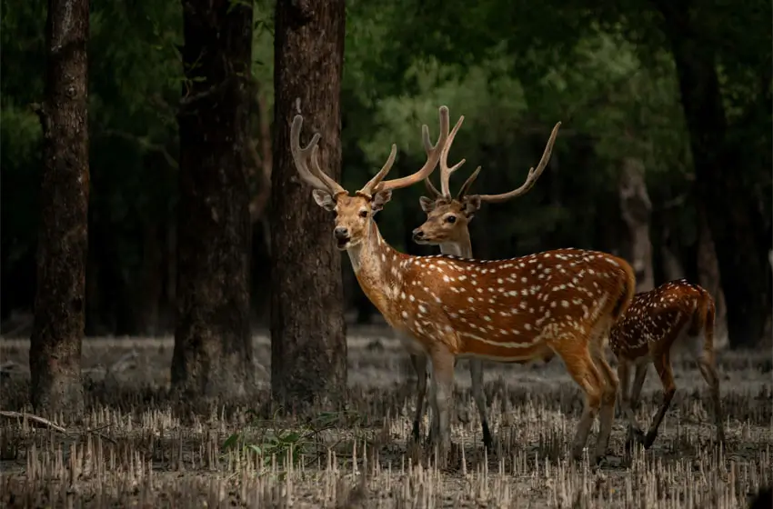 An 8-Day Nature & Conservation Journey into the Sundarbans Mangrove Wilderness