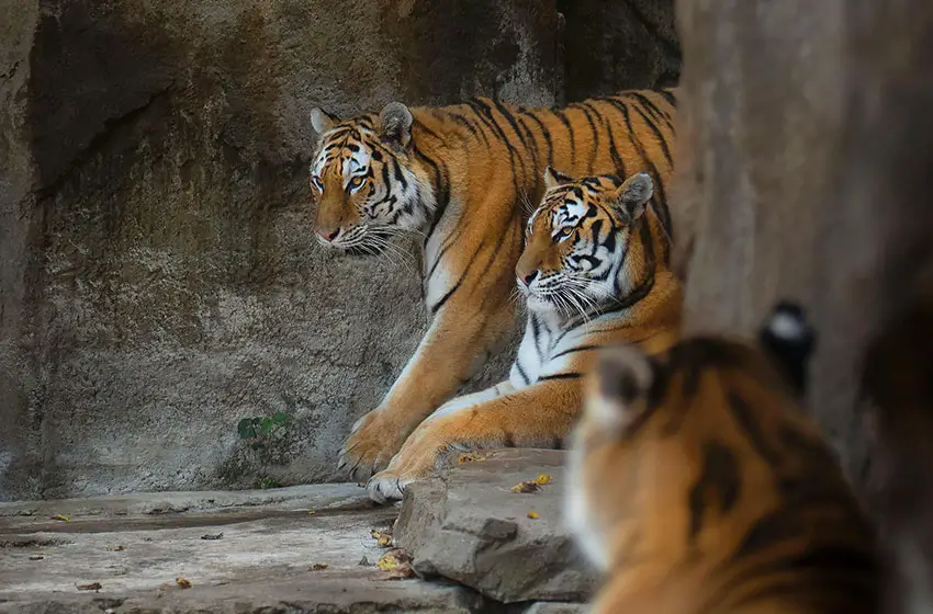 Tigers & Temples