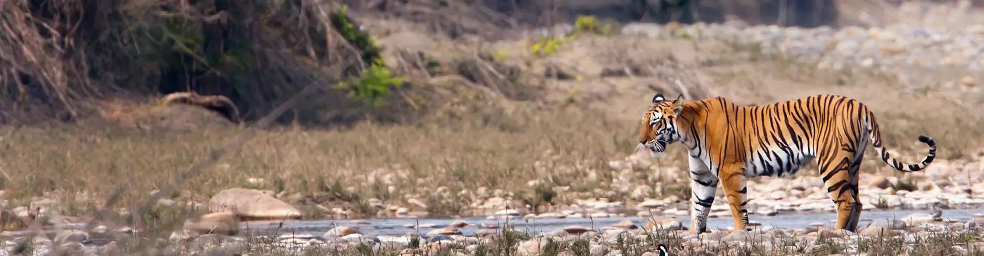 A 15-Day Dual-Biome Wildlife Expedition from the High Himalayas to Central India’s Tiger Heartland