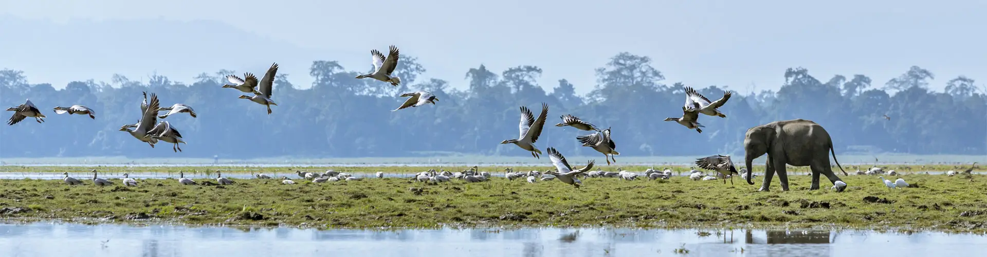 Wildlife Expedition Beyond Tigers: From Assam’s Floodplains to Gujarat’s Salt Desert
