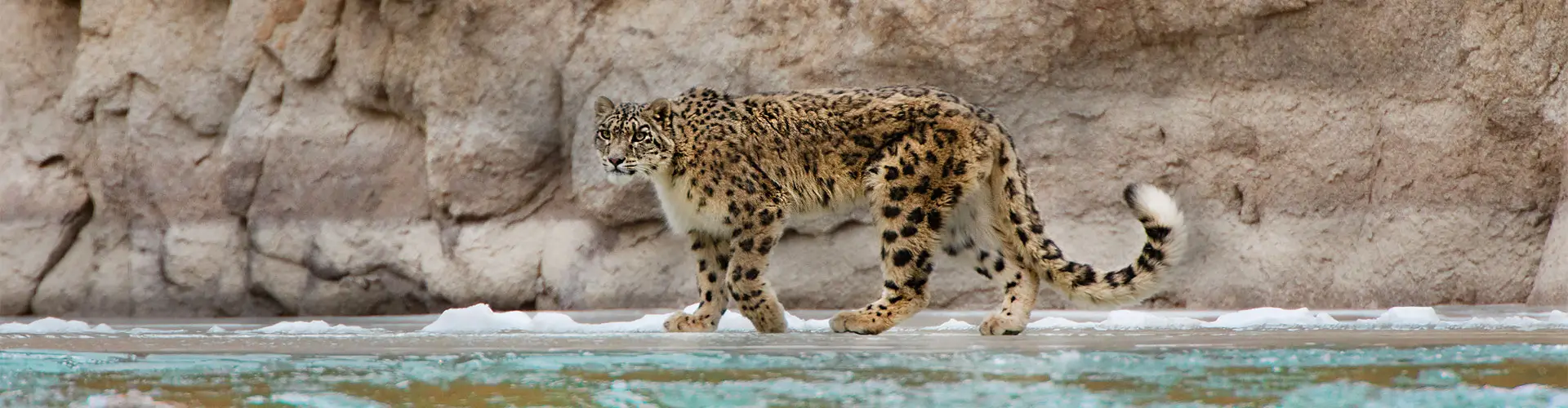 High-Altitude Wildlife Expedition into the Realm of the Snow Leopard
