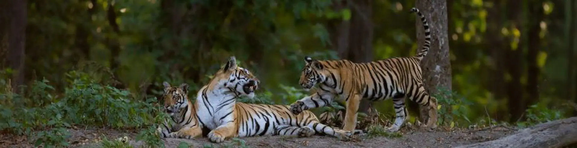 Luxury Central India Wildlife Honeymoon Tour