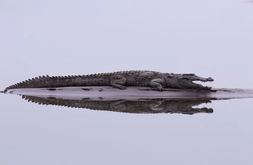 6 Days Luxury Chambal River Safari and Dudhwa Wildlife Tour