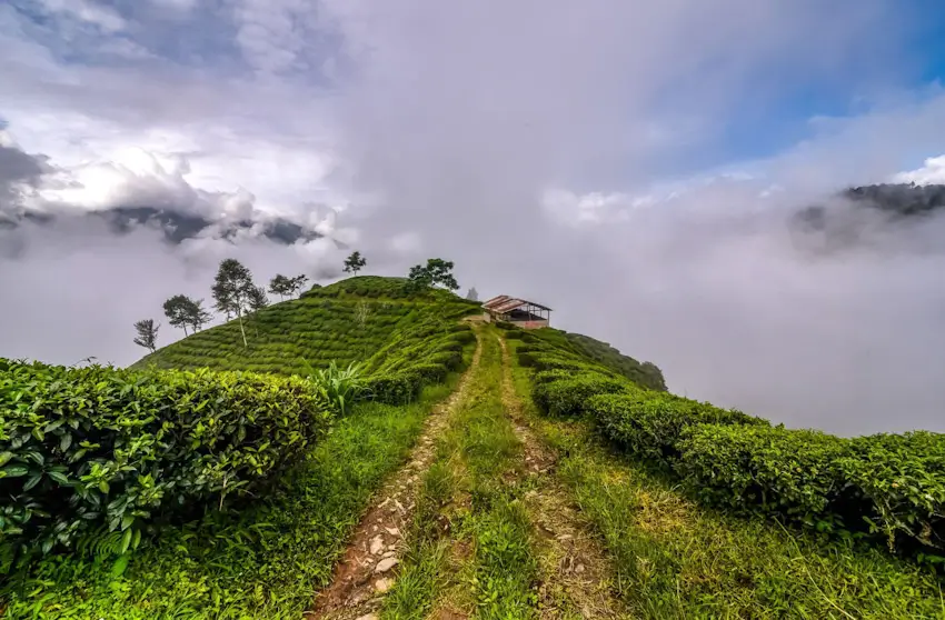 Luxury Darjeeling & Sikkim Honeymoon Tour