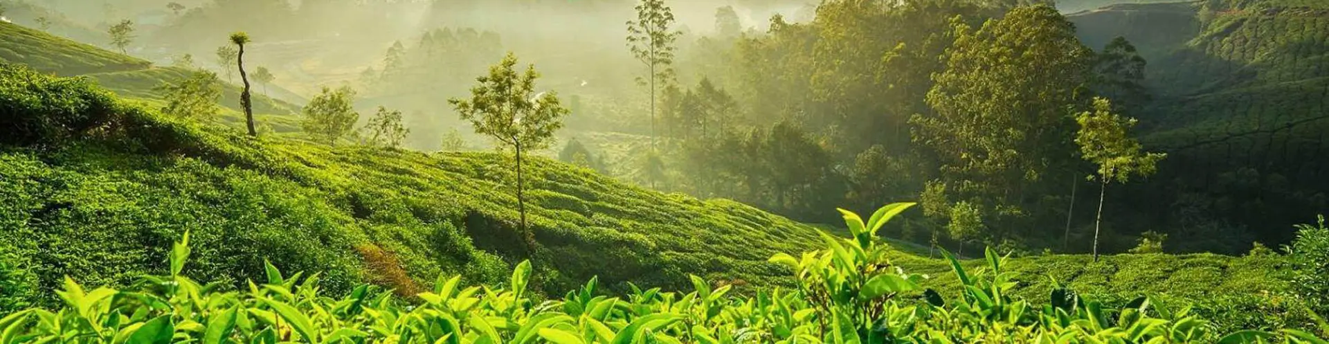 Luxury Coorg & Kabini Honeymoon Safari Tour