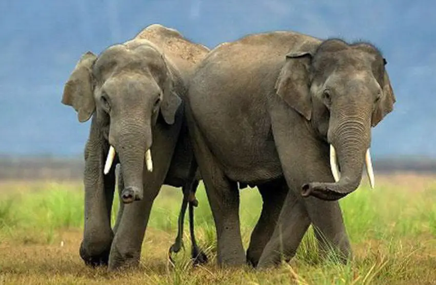Luxury Jim Corbett Wildlife Safari