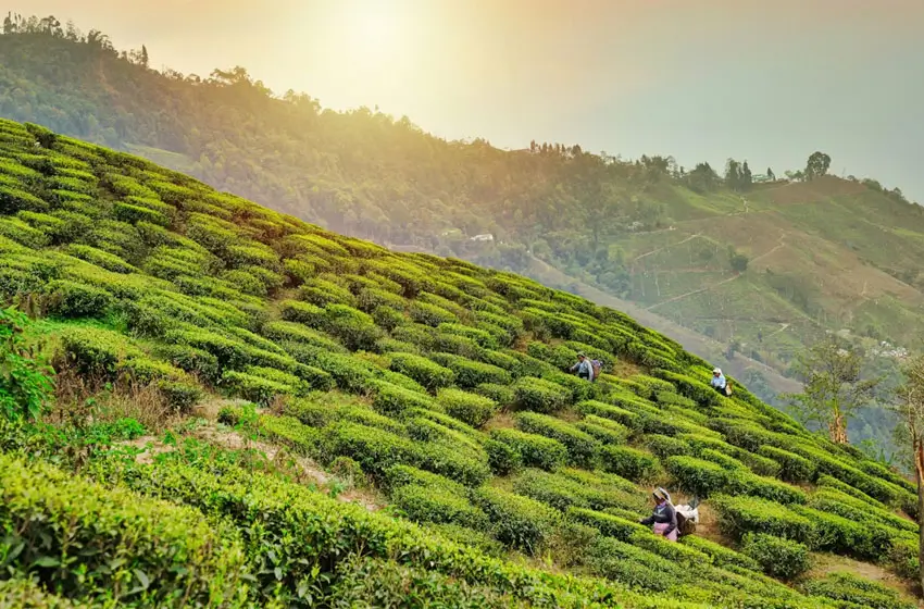 A 10-Day Luxury Journey Through Himalayan Tea Estates, Colonial Railways, and Wildlife Sanctuaries