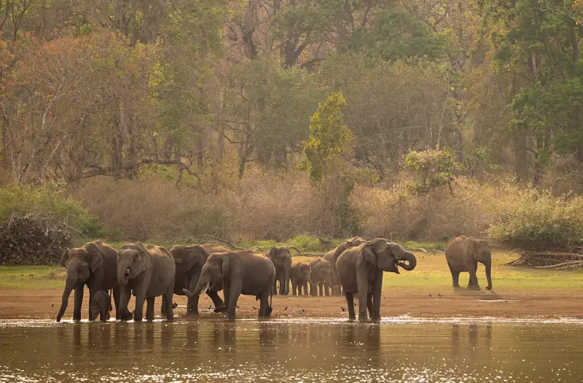 Luxury Kabini & Nagarhole Wildlife Expedition