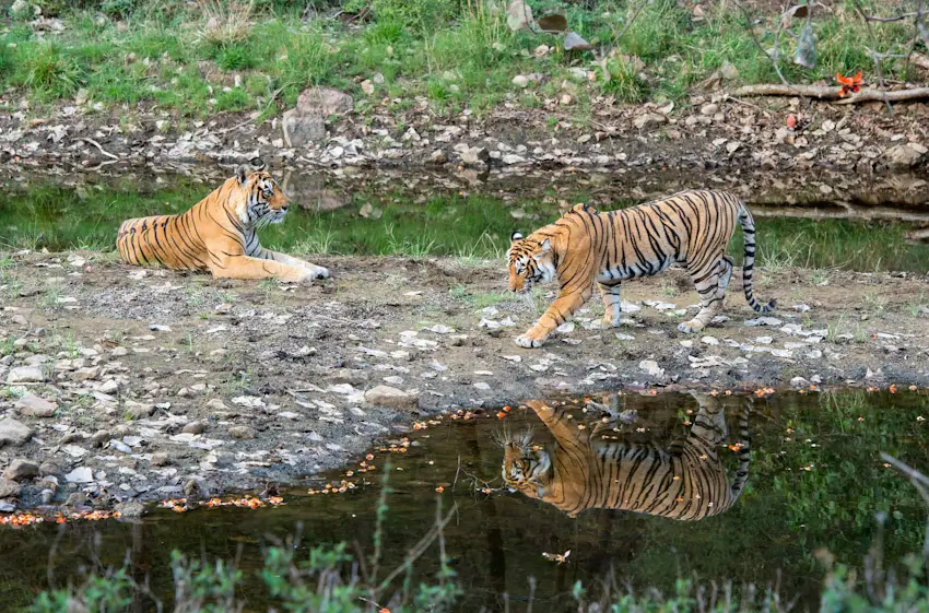 Luxury Ranthambore Tiger Safari