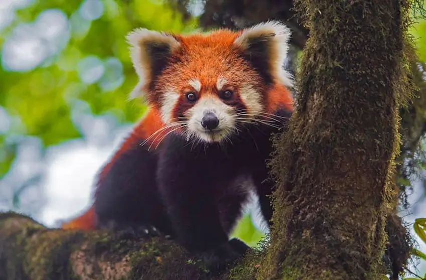 Luxury Red Panda Safari in Eastern Himalayas