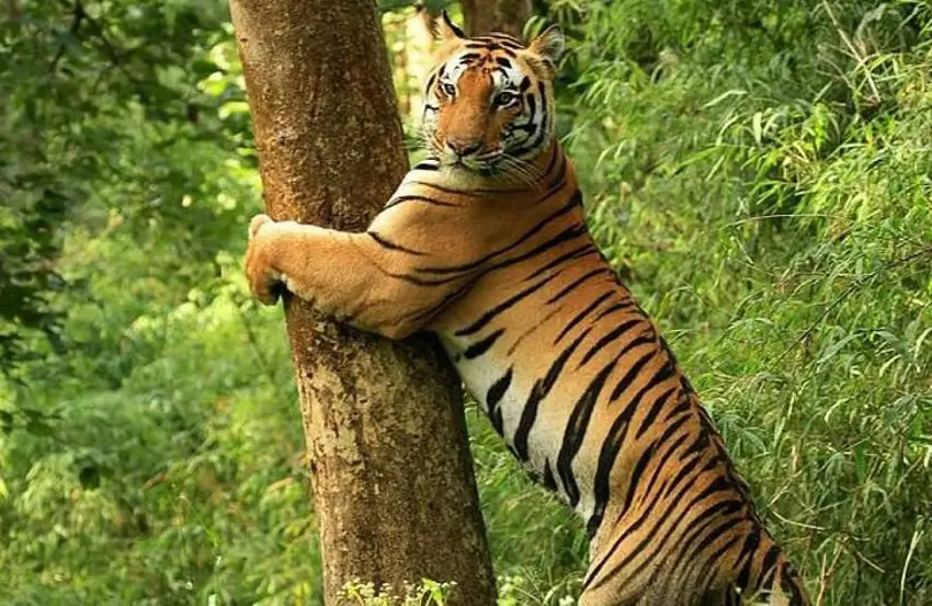 Luxury Tiger Safari Tour of Bandhavgarh & Kanha