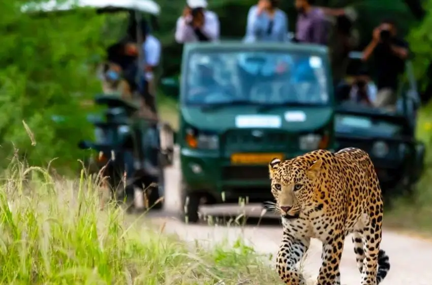 Luxury Rajasthan Leopard Safari Tour with Heritage Palaces, Rural Experiences & Jawai Wilderness