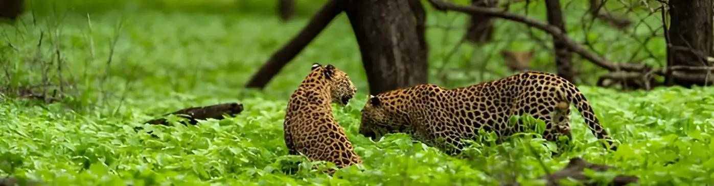 Luxury Rajasthan Leopard Safari Tour with Heritage Palaces, Rural Experiences & Jawai Wilderness