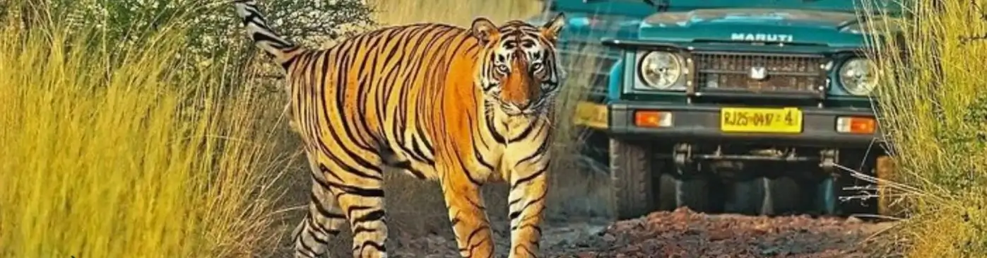 Luxury Rajasthan Wildlife Tour with Tiger Safaris, Leopard Experiences & Royal Heritage