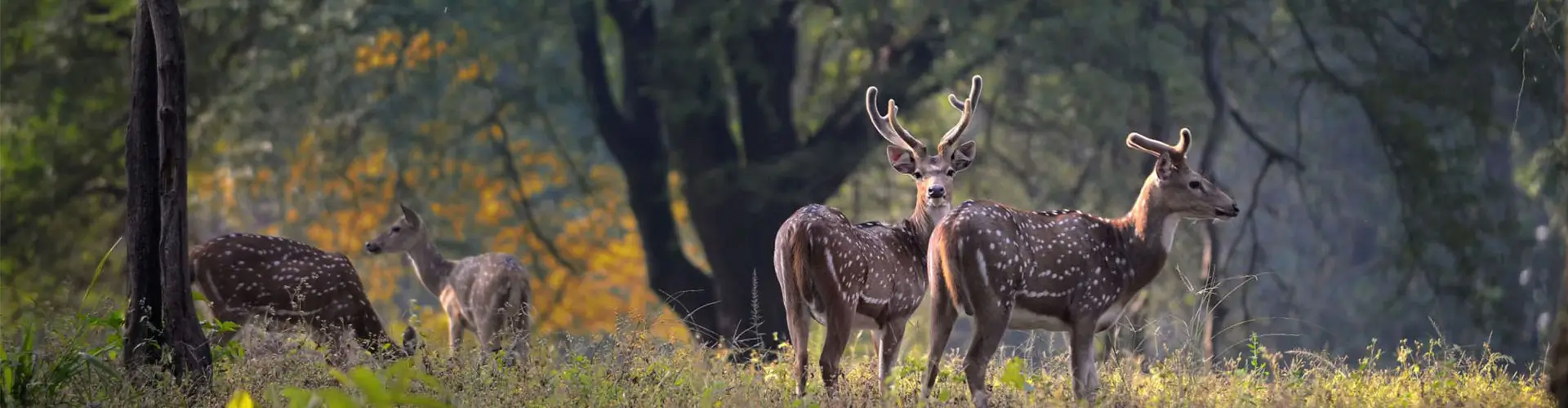 Slow Journey Along the Narmada River and the Silent Forests of Central India