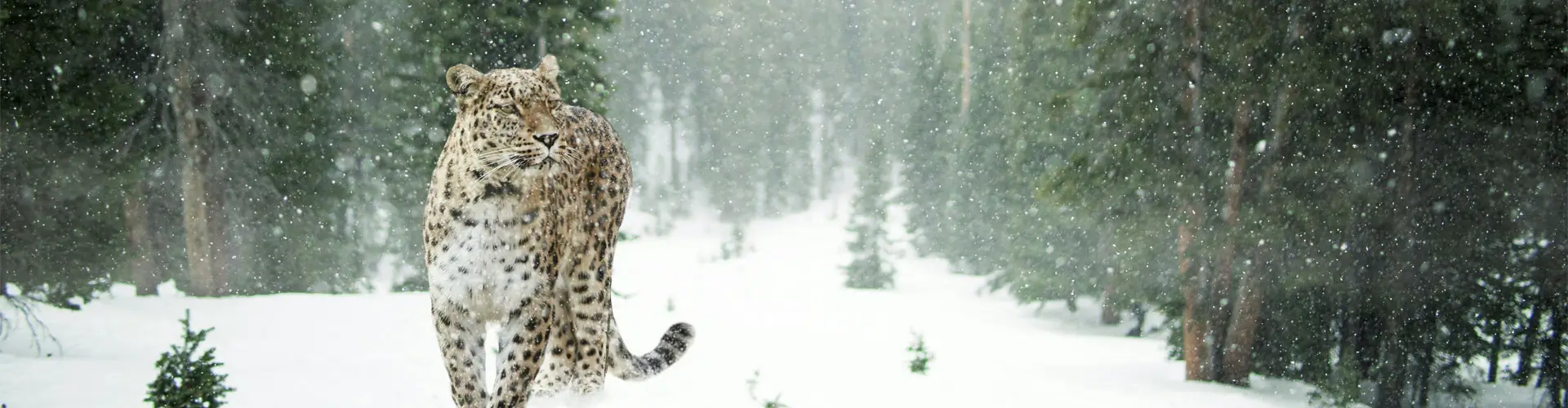 The Snow Leopard Quest: Luxury Winter Wildlife Expedition in Ladakh – 9 Days