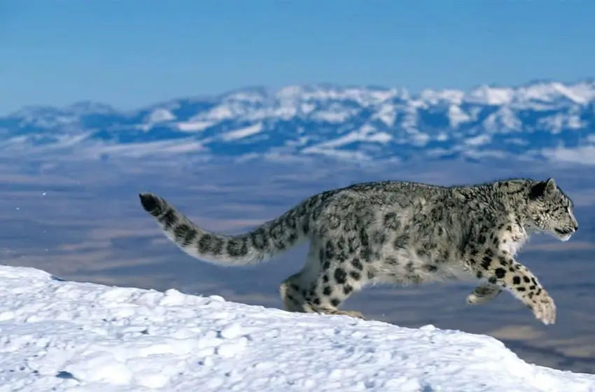 High-Altitude Wildlife Expedition into the Realm of the Snow Leopard