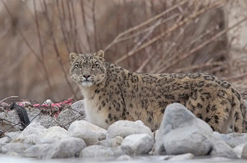 The Snow Leopard Quest: Luxury Winter Wildlife Expedition in Ladakh – 9 Days