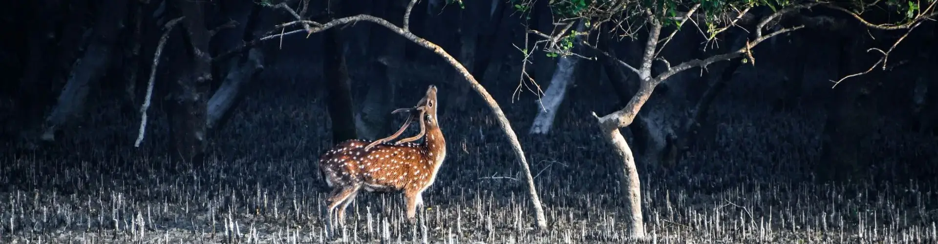 An 8-Day Nature & Conservation Journey into the Sundarbans Mangrove Wilderness