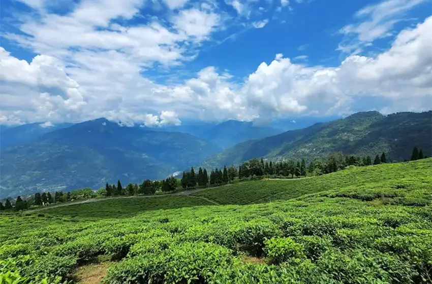 A 10-Day Slow Journey Through Bengal’s Heritage and Sikkim’s Tea Gardens & Monastic Highlands