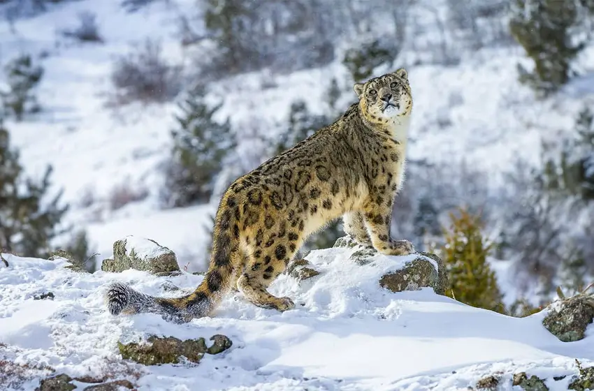 A 15-Day Dual-Biome Wildlife Expedition from the High Himalayas to Central India’s Tiger Heartland