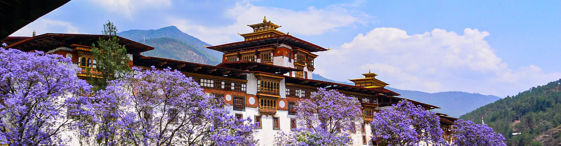 An 8-Day Immersive Tea Journey Through Darjeeling and Sikkim’s Mountain Estates
