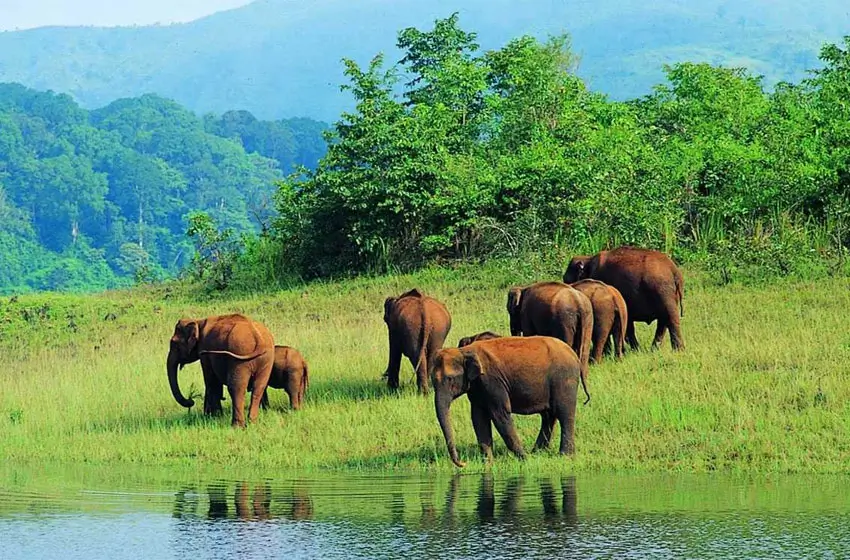 A 7-Day Culinary Masterclass Journey Through Kerala’s Spice Routes and Backwaters