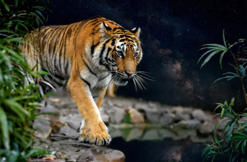 Wildlife & Heritage Luxury Tour with Ranthambore Tiger Safari – 7 Days