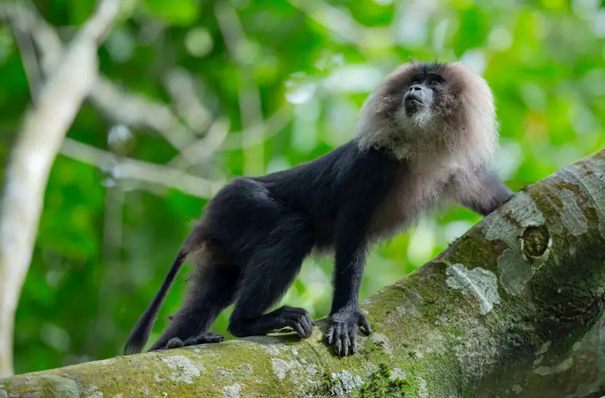 Western Ghats Luxury Wildlife Tour