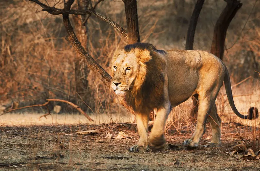 Wildlife Expedition Beyond Tigers: From Assam’s Floodplains to Gujarat’s Salt Desert