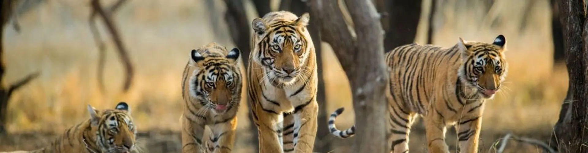 Wildlife & Heritage Luxury Tour with Ranthambore Tiger Safari – 7 Days
