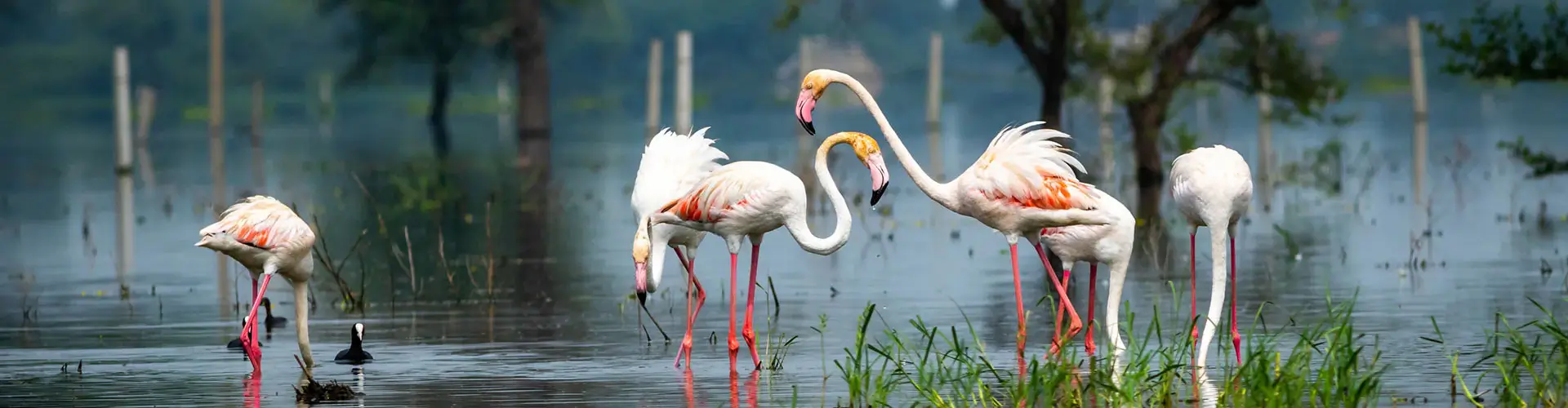 Naturalist-Led Journey Through India’s Bird Sanctuaries, River Predators, and Tiger Forests