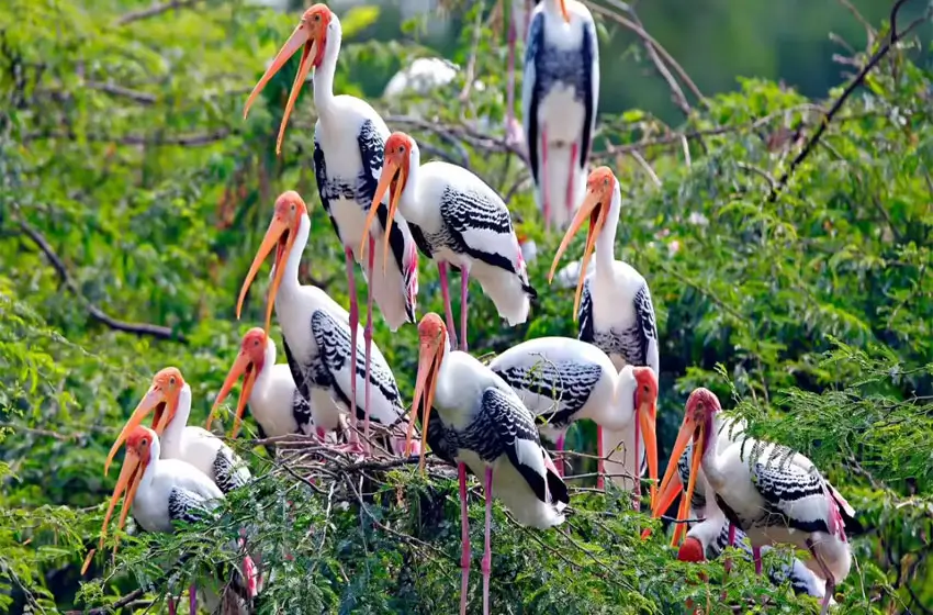 Naturalist-Led Journey Through India’s Bird Sanctuaries, River Predators, and Tiger Forests