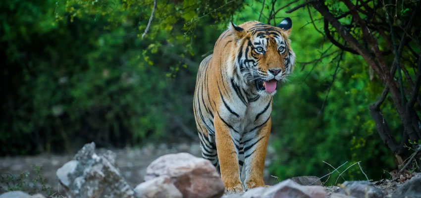 Tiger Safari
