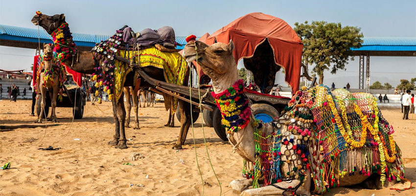 Pushkar Camel Fair